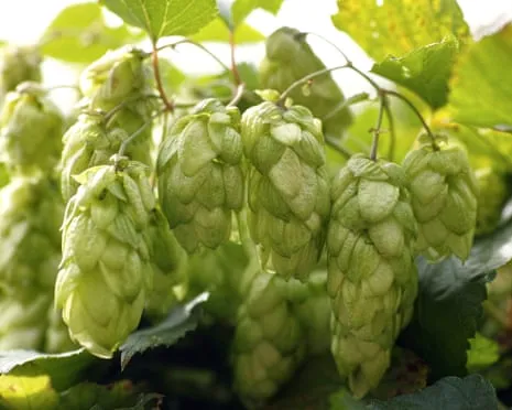 Build Your Own Beer Garden: Growing Hops Proves to Be Simple and Rewarding